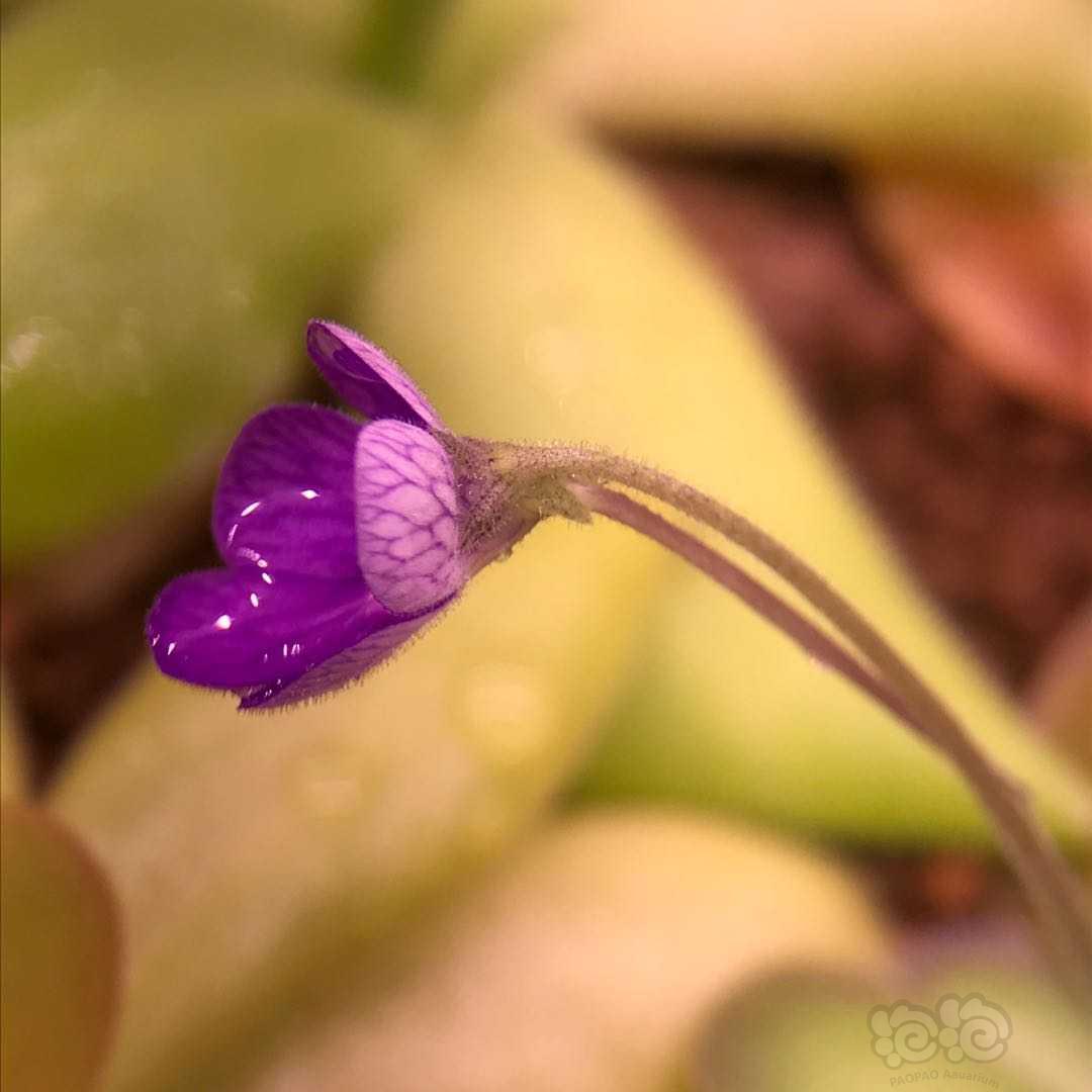 捕虫堇的小花花-图3
