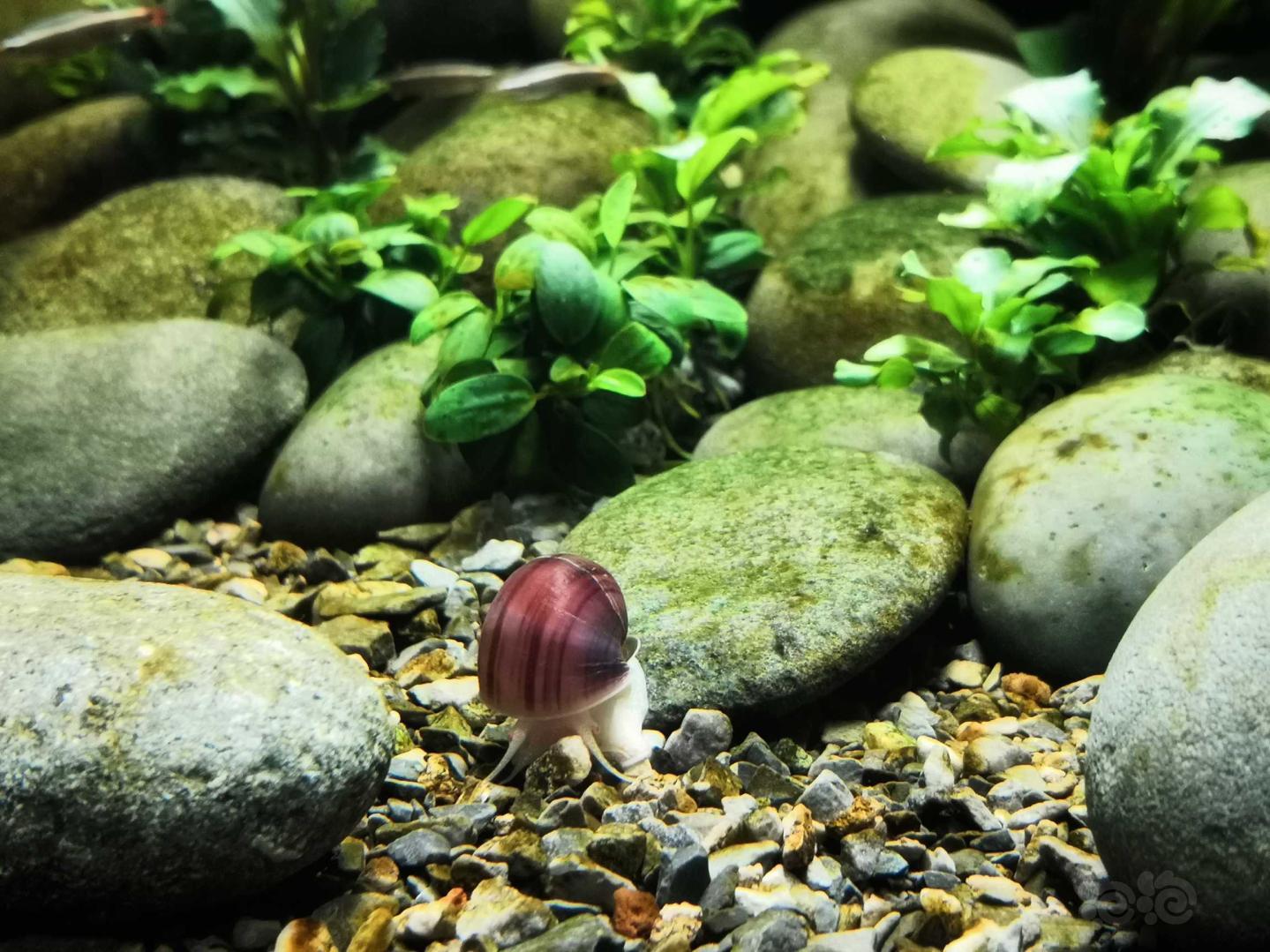 实践证明，紫纹螺是会啃水草的-图2