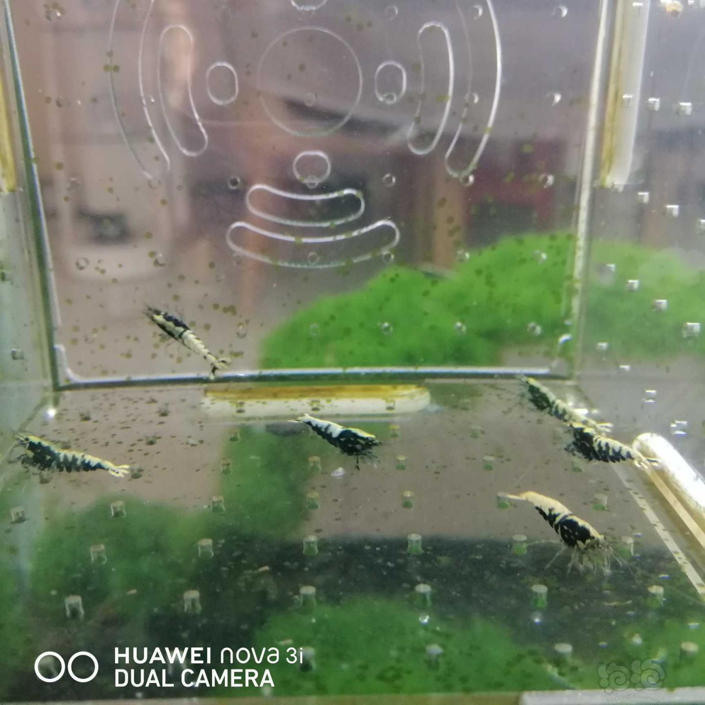 【虾】2020-07-14#RMB拍卖蟒背水晶虾7只-图7