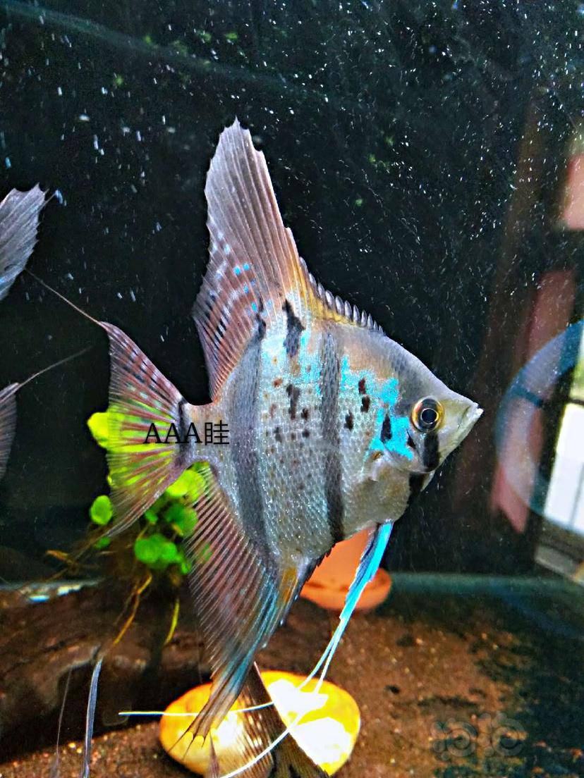 热带鱼魔门斯卡神仙鱼