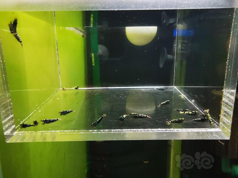【虾】2020-07-16#RMB拍卖黑银河鱼骨一组20只-图2