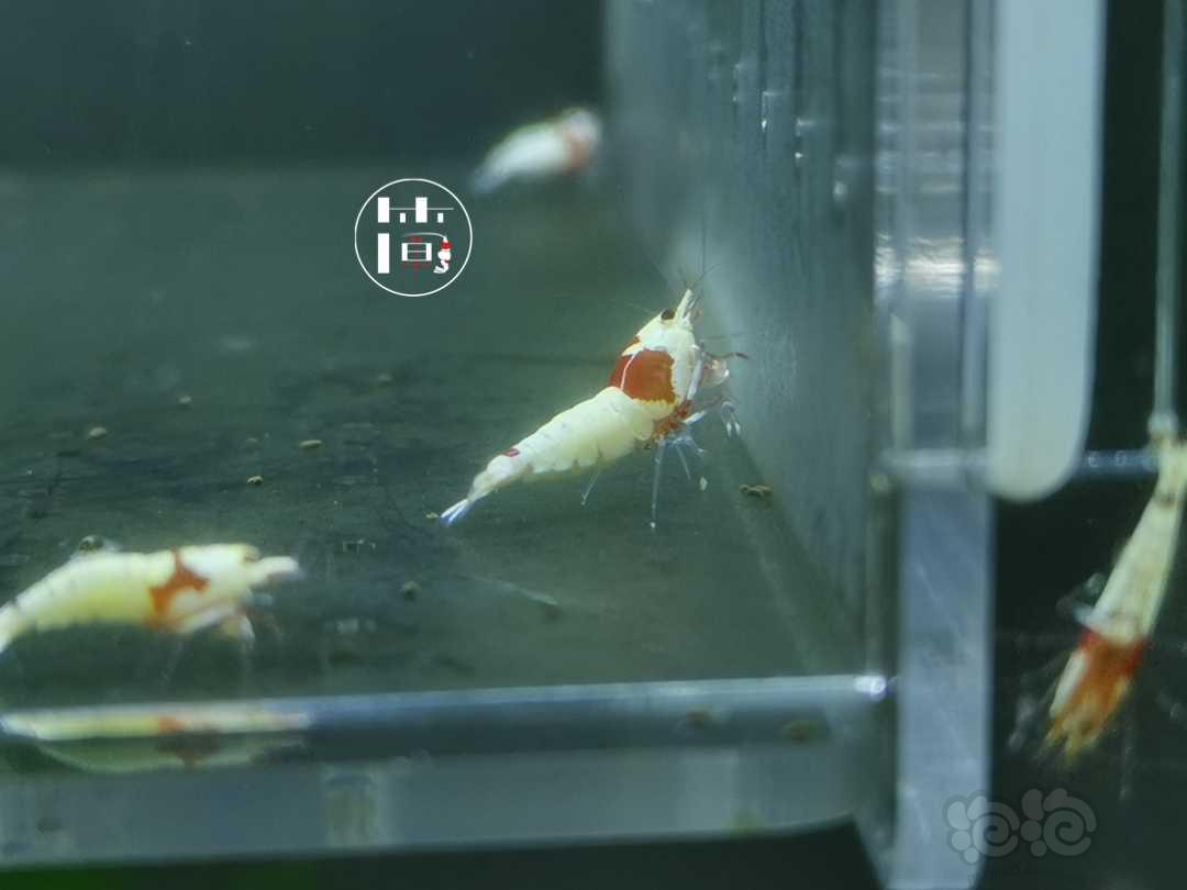 【虾】2020-07-05#RMB拍卖精选系统白躯红白水晶虾18只-图4