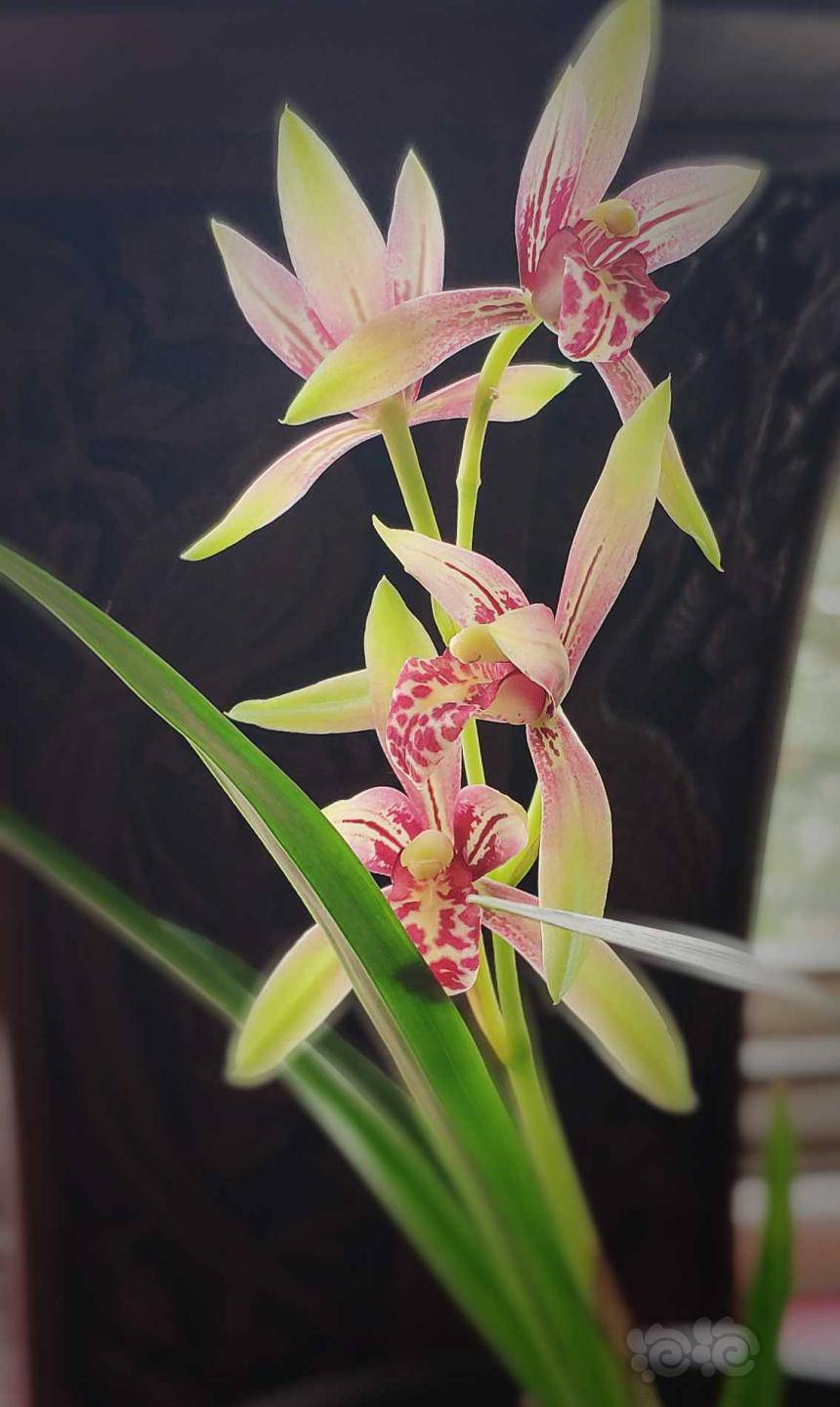 兰花一枝独秀再来一波兰花开