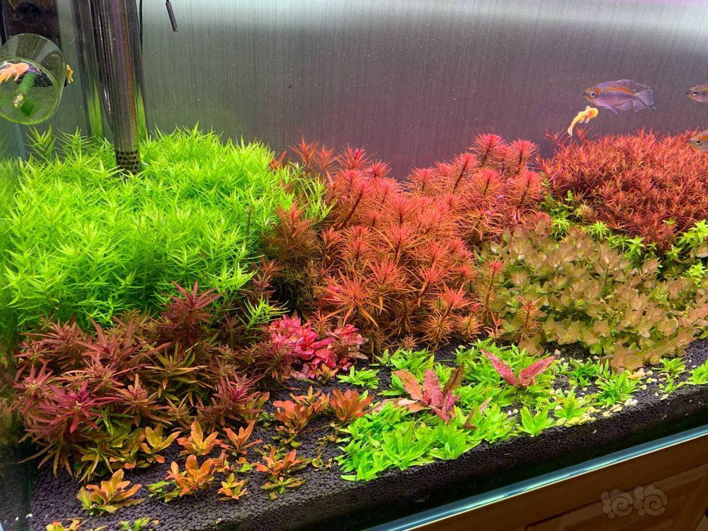 娜拉eca红草型液肥 大型测试现场 长文 泡泡水族