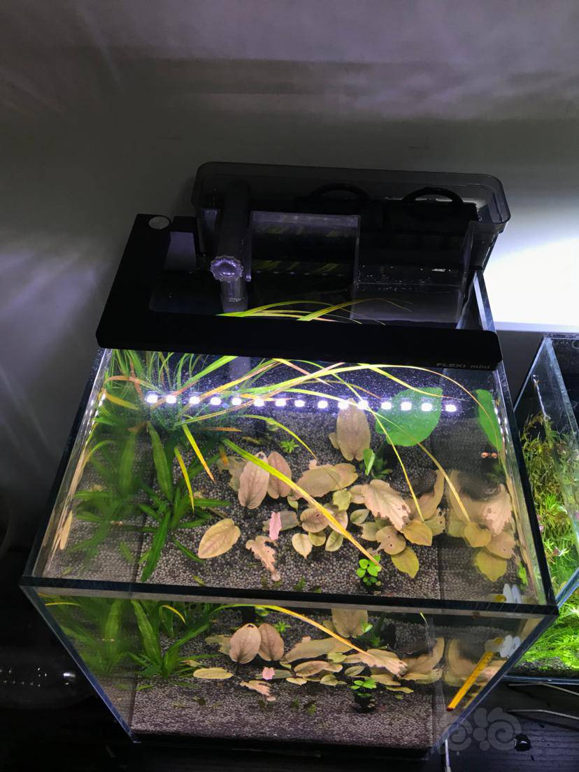 换水的时候忍不住撸两把泰国水剑然后黄叶了