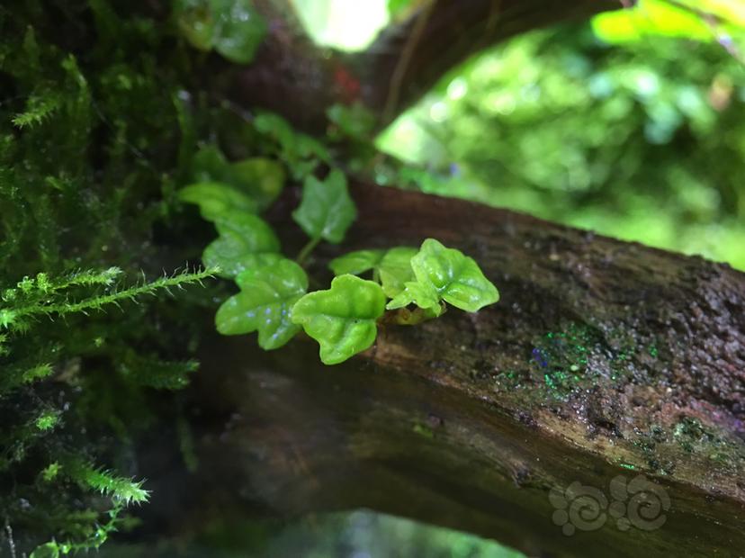 【雨林】小雨林缸里的植物-图5