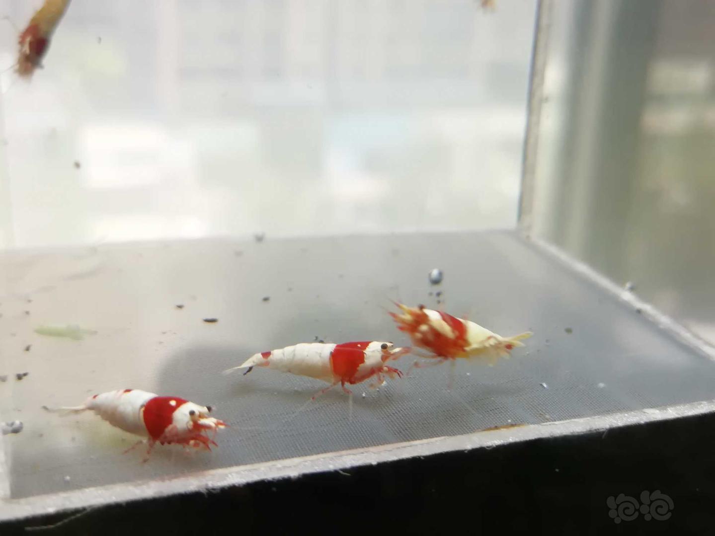 【虾】2020-07-11#RMB拍卖#红白纯血水晶虾一份5只-图7