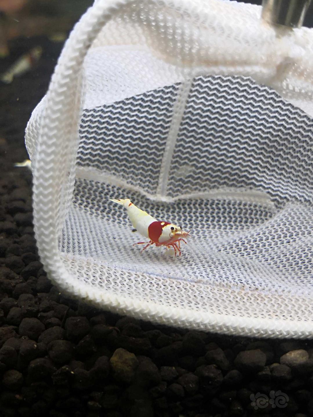 【虾】2020-07-13#RMB拍卖#红白水晶虾一份5只繁殖组-图2