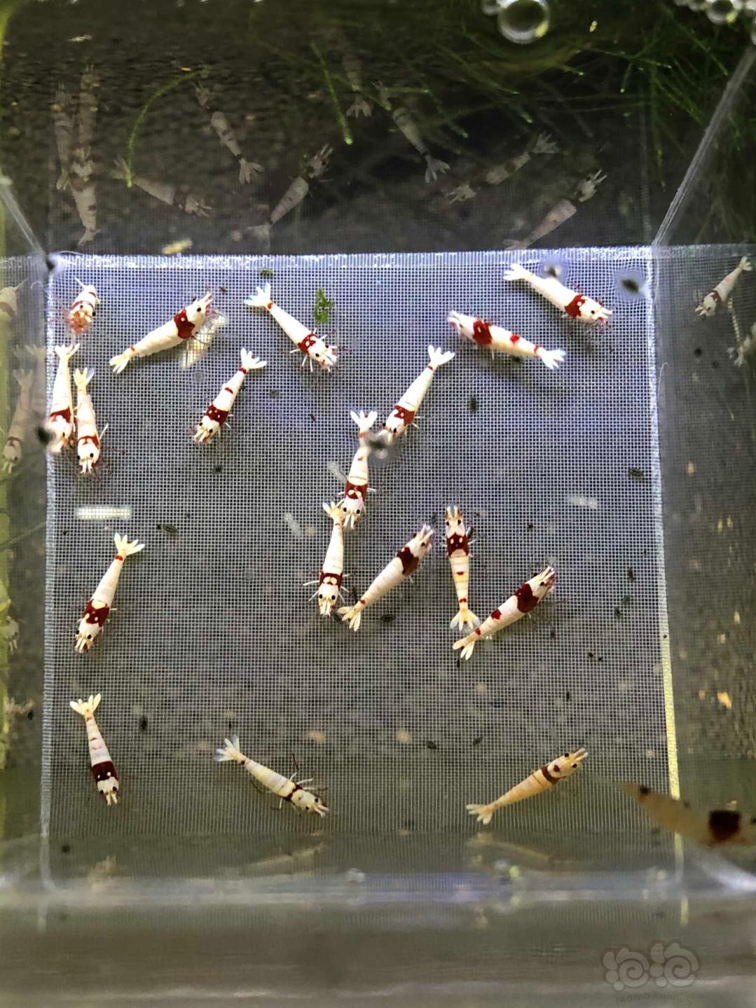【虾】2020-07-23#RMB拍卖红白水晶虾20只-图8