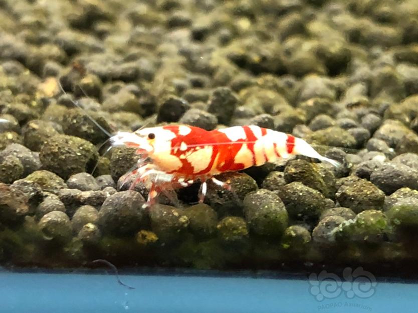 【虾】2020-07-11#RMB拍卖红花虎1公2母-图6