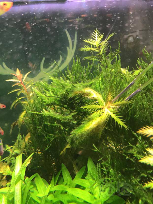 求助大家帮忙看看红雨伞上的绿绒毛是什么藻啊,怎么处理 着急啊