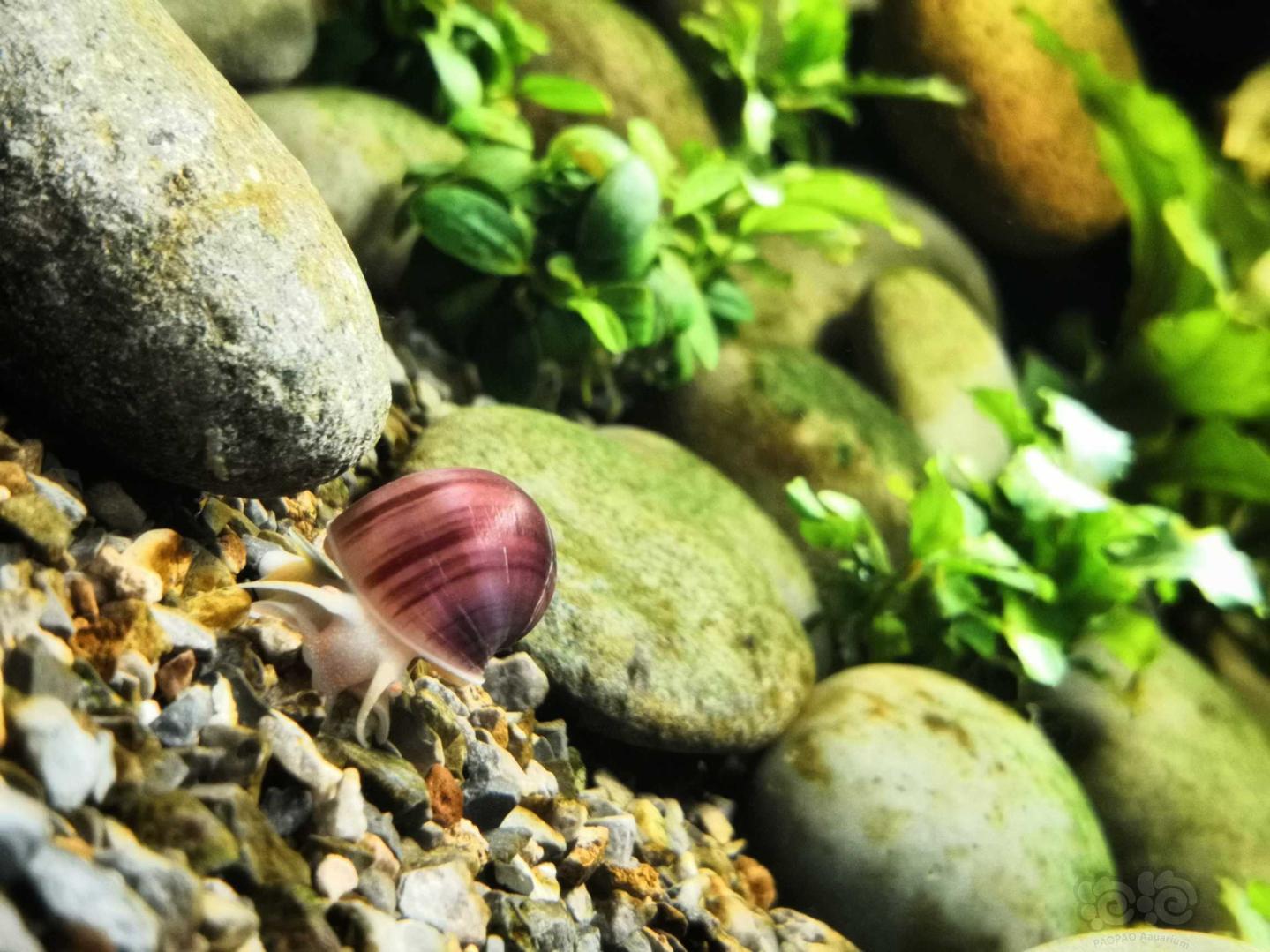 实践证明，紫纹螺是会啃水草的-图1