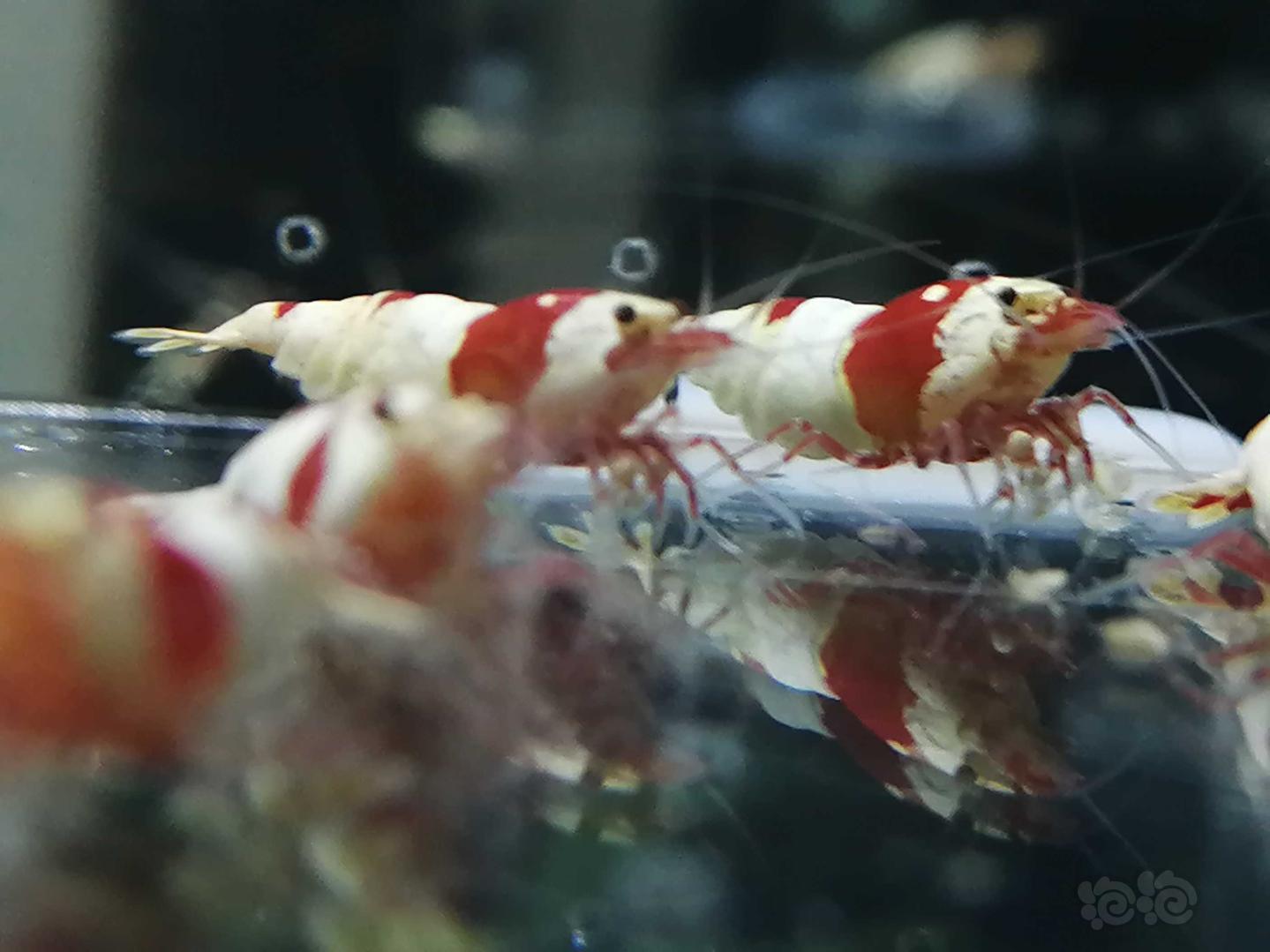 【虾】2020-07-12#RMB拍卖#红白水晶虾5只-图1