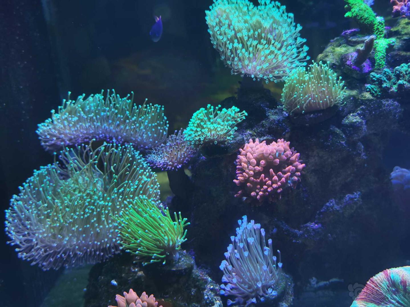 兩種光譜下的珊瑚-图8