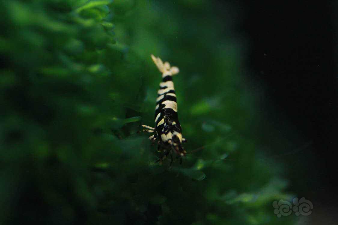 【虾】2020-07-08#RMB拍卖黑花虎1对一份2只-图2