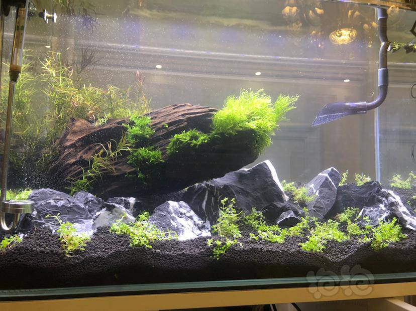 爬地矮珍珠水草配沉木青龙石