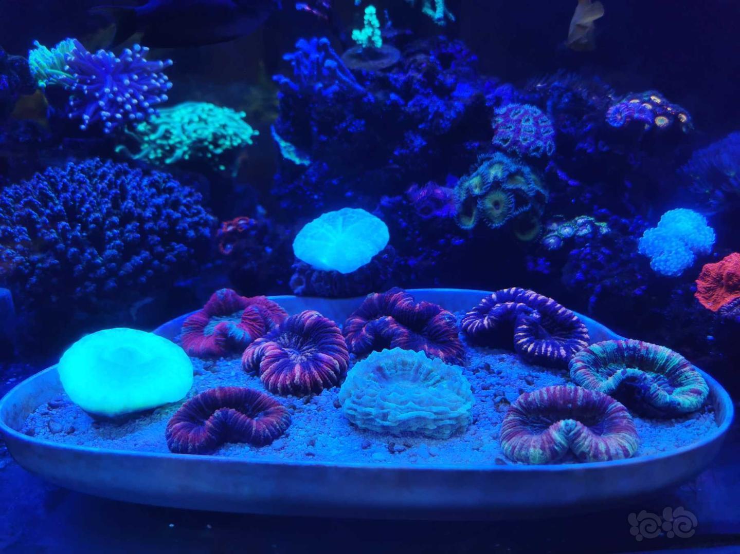 兩種光譜下的珊瑚-图5