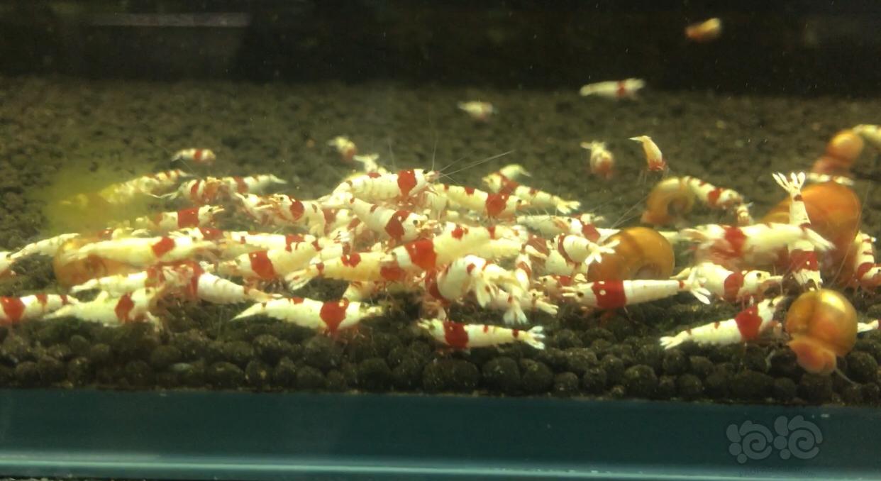 【水晶虾】纯血红白、纯血黑白、蓝化白躯-图1