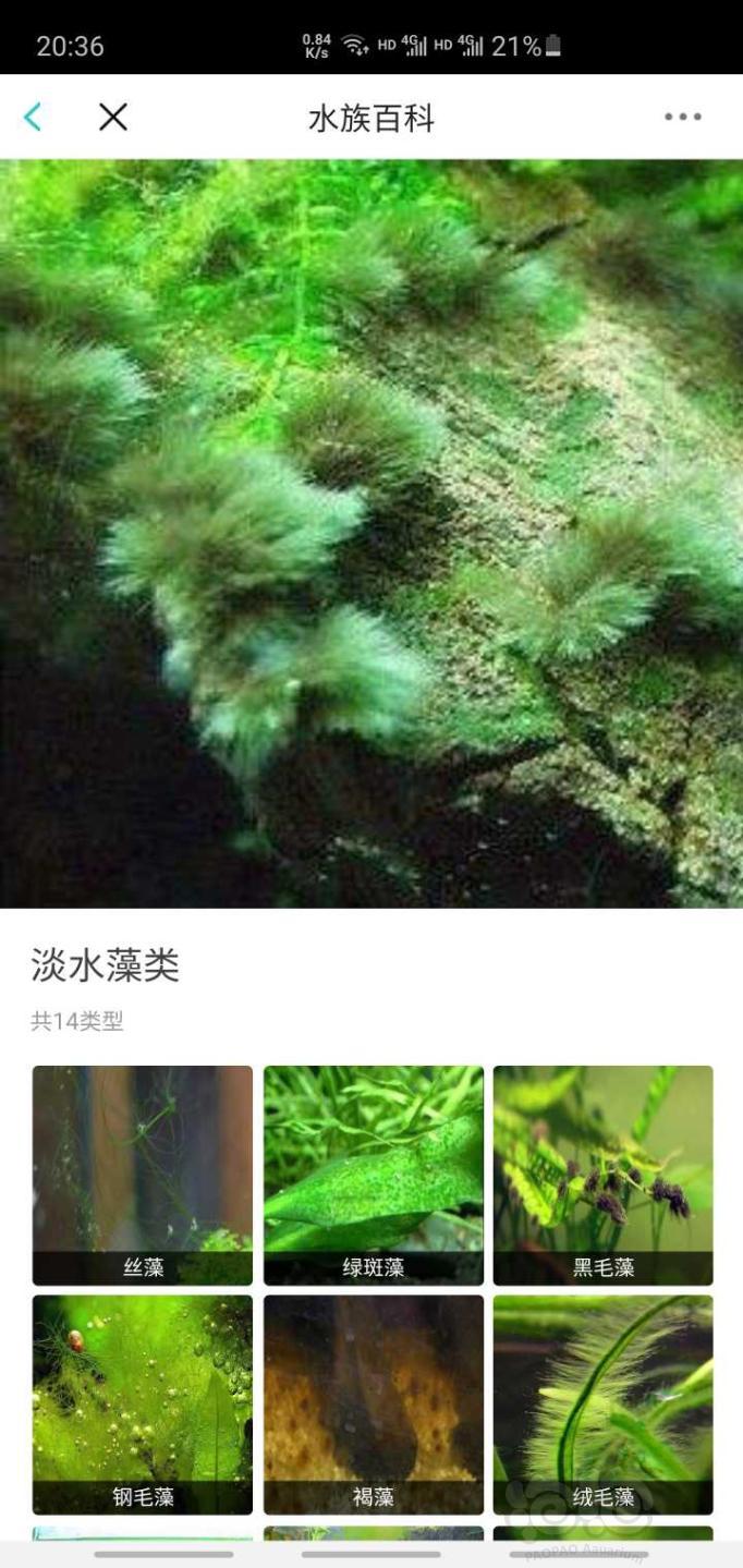 水族百科淡水藻封面的是什么藻