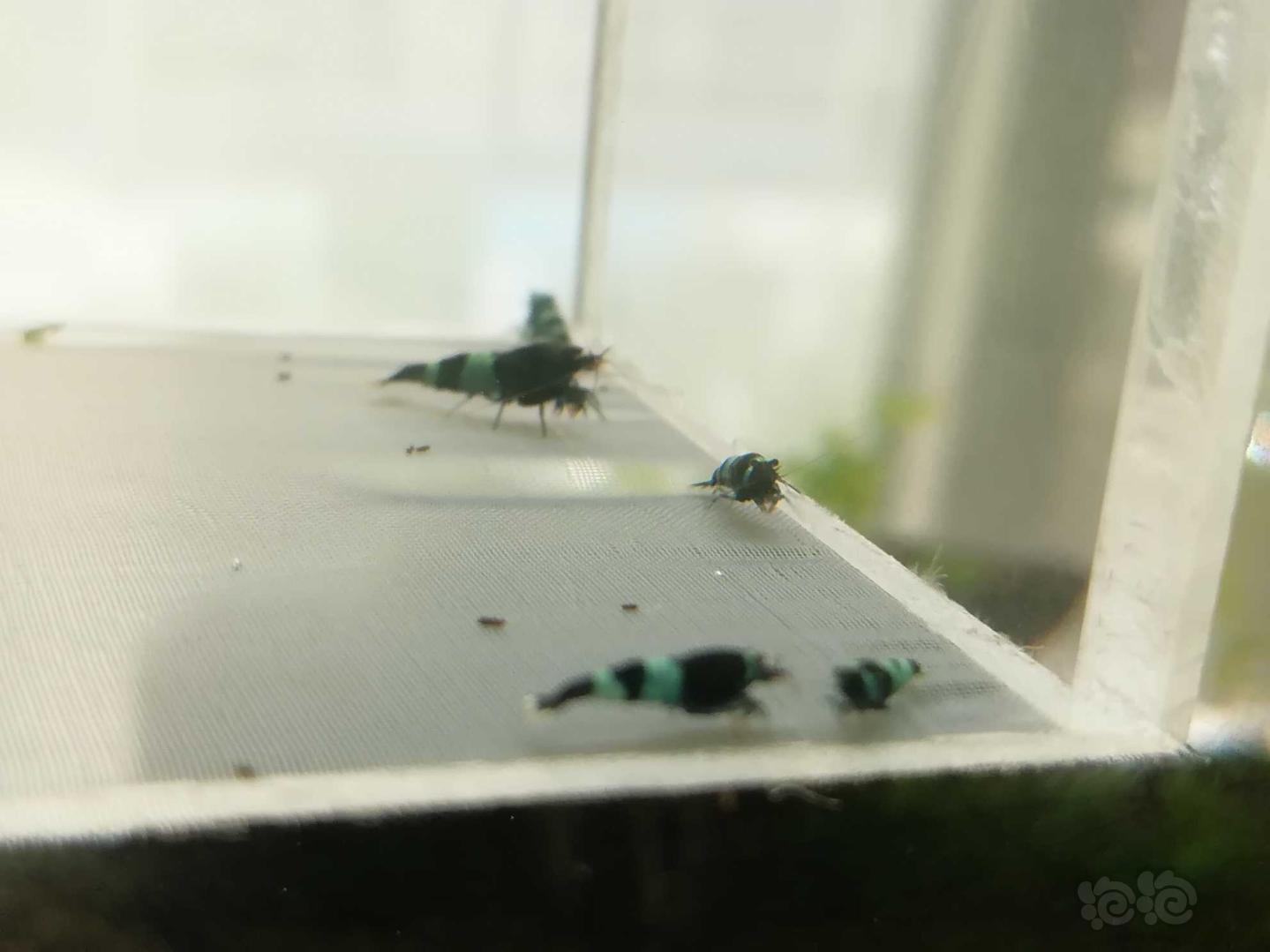 【虾】2020-07-12#RMB拍卖#蓝化金刚水晶虾一份20只-图1