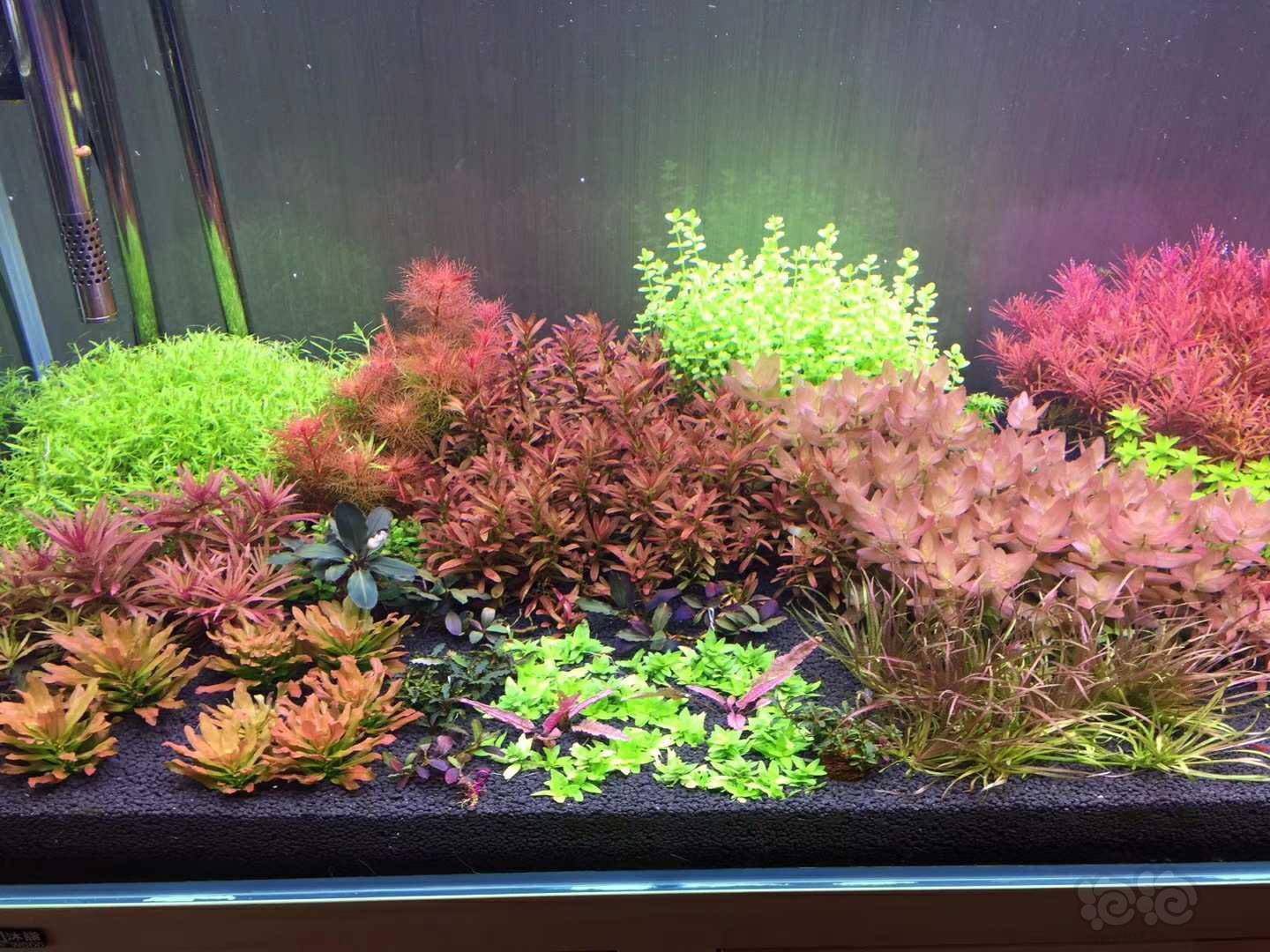 娜拉eca红草型液肥 大型测试现场 长文 泡泡水族