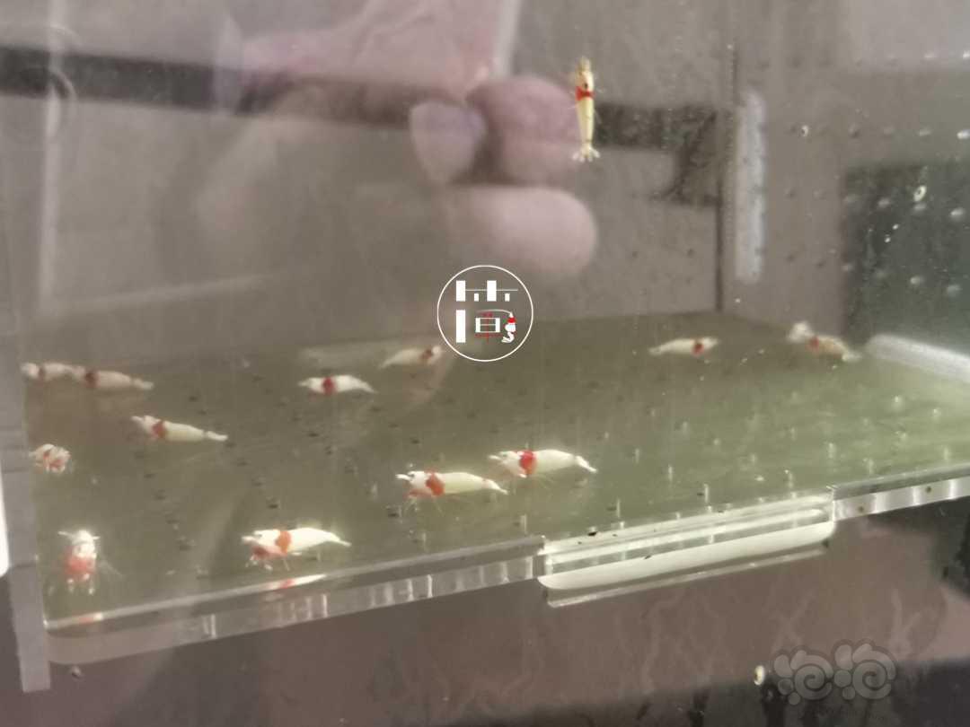 【虾】2020-07-11#RMB拍卖精选系统白躯红白水晶虾16只-图2