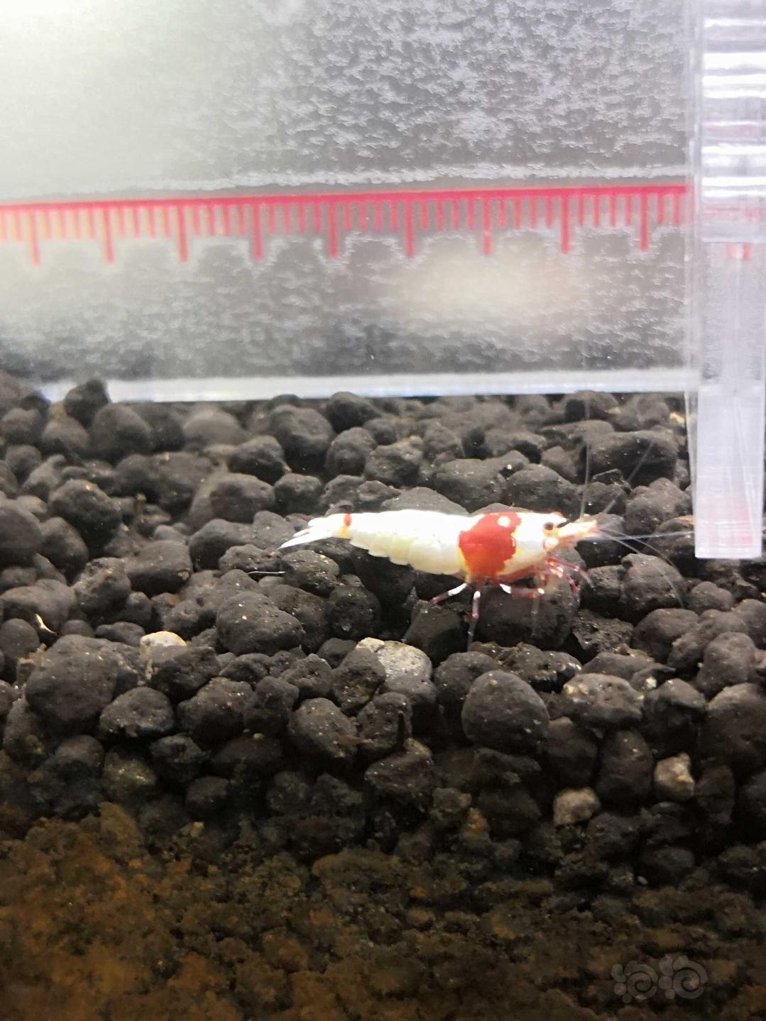 【虾】2020-07-13#RMB拍卖#红白水晶虾一份5只繁殖组-图5
