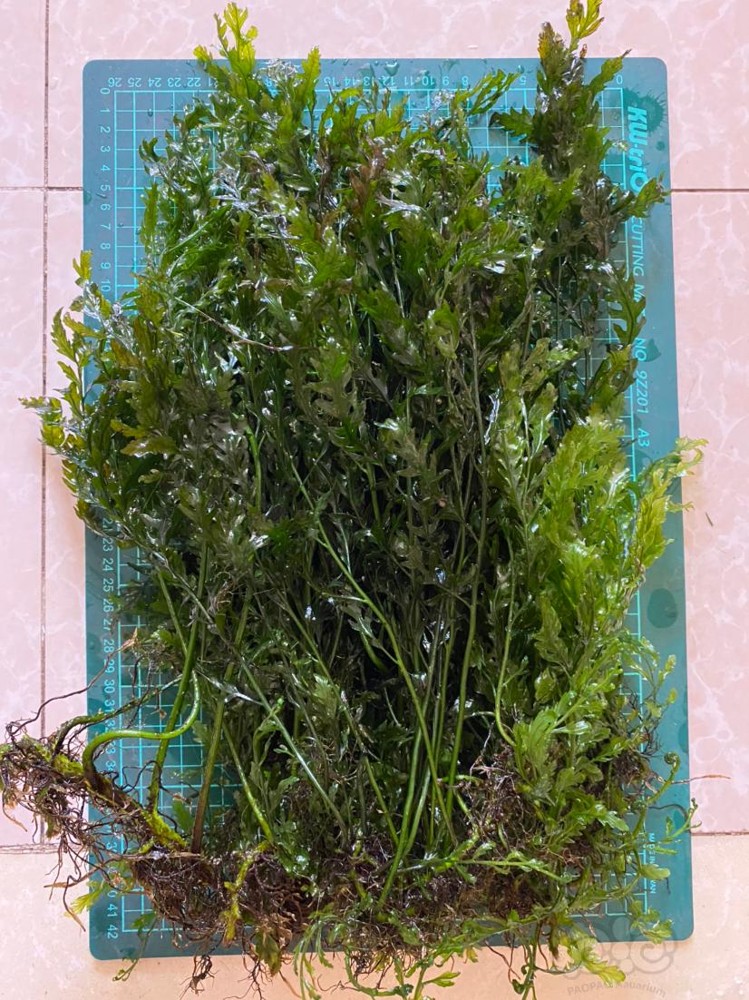 凤尾蕨，清缸一堆，阴性草，适合大缸用-图1