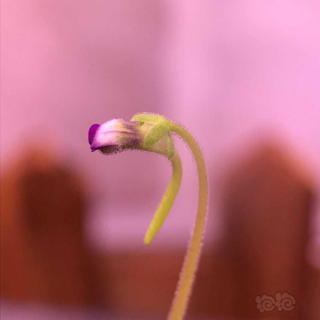 捕虫堇的小花花-图4
