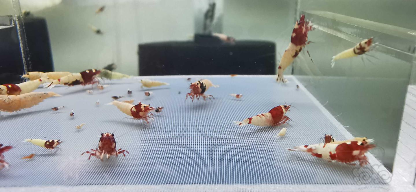 【虾】2020-07-13#RMB拍卖杂虾一份25只-图3