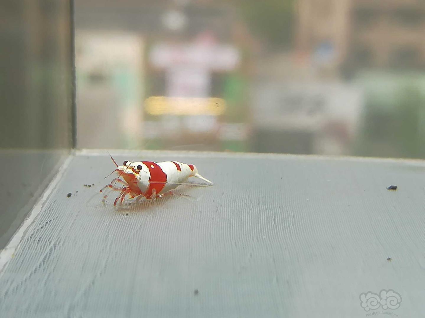 【虾】2020-07-21#RMB拍卖#红白纯血水晶虾一份2只-图3
