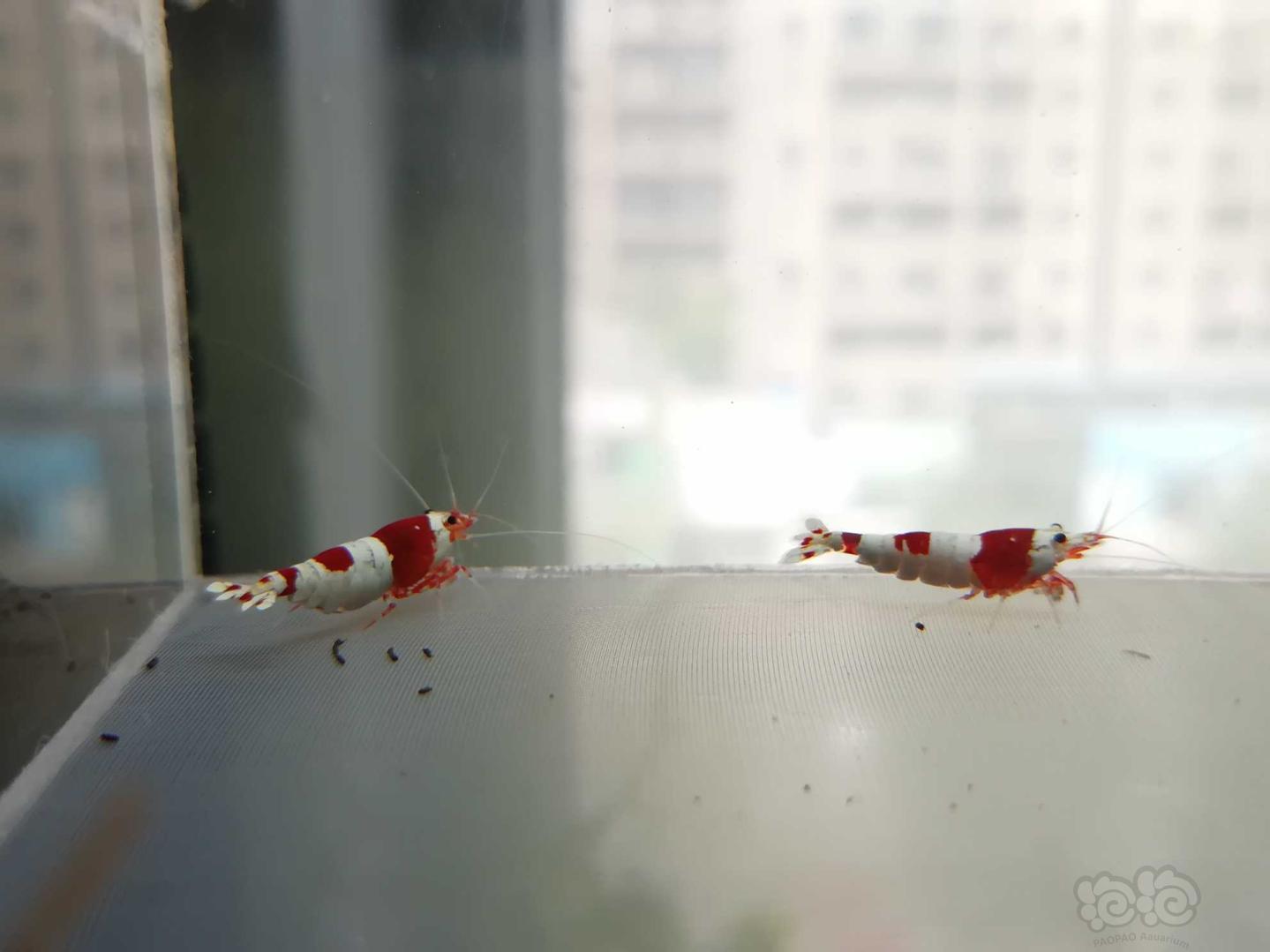 【虾】2020-07-14#RMB拍卖#红白纯血水晶虾一份4只-图5