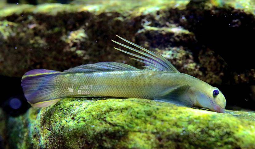 西瓜天使秃头鲨