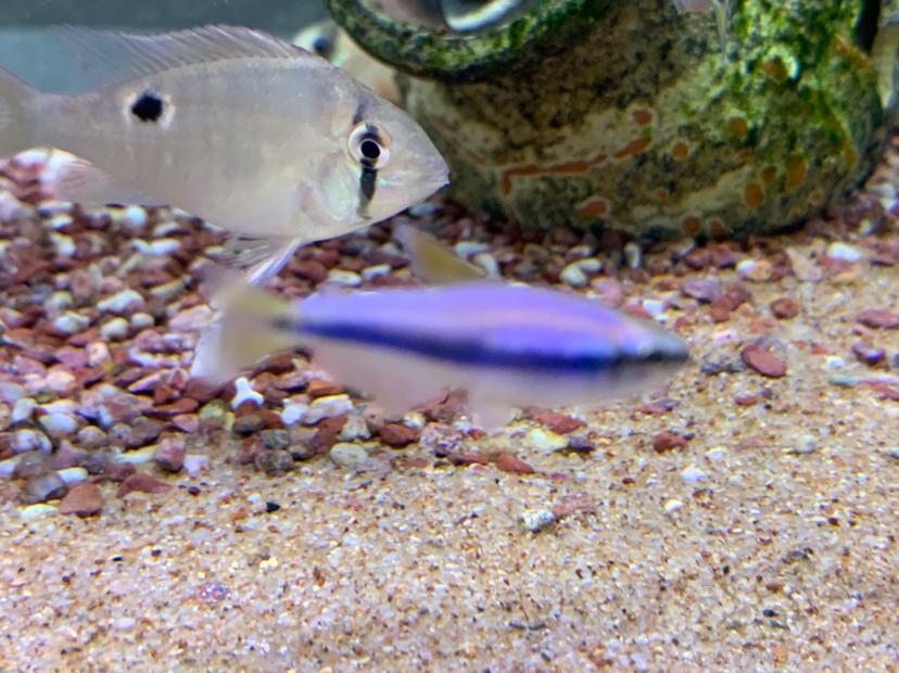 【灯科鱼】紫色魅影 2.5+野生皇后灯的骚紫优惠-图1