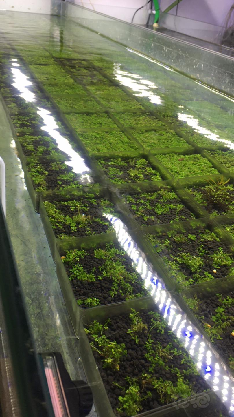 我们繁殖水草是这样子的，水下叶繁殖-图1