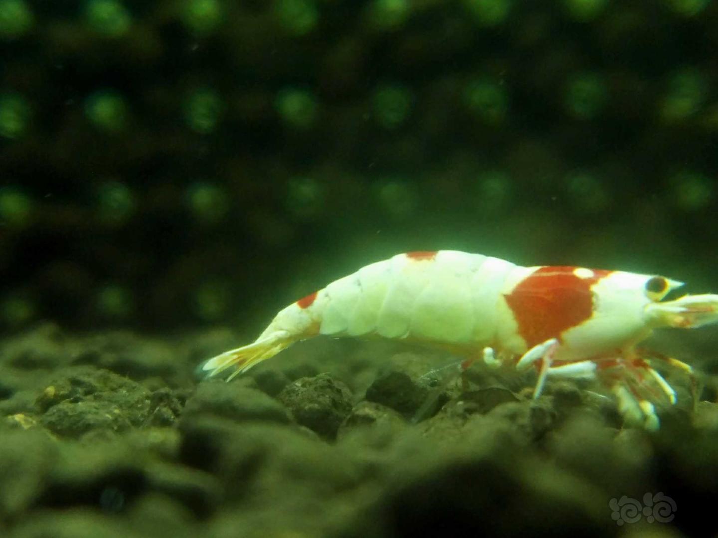 红白水晶虾🌊️-图3
