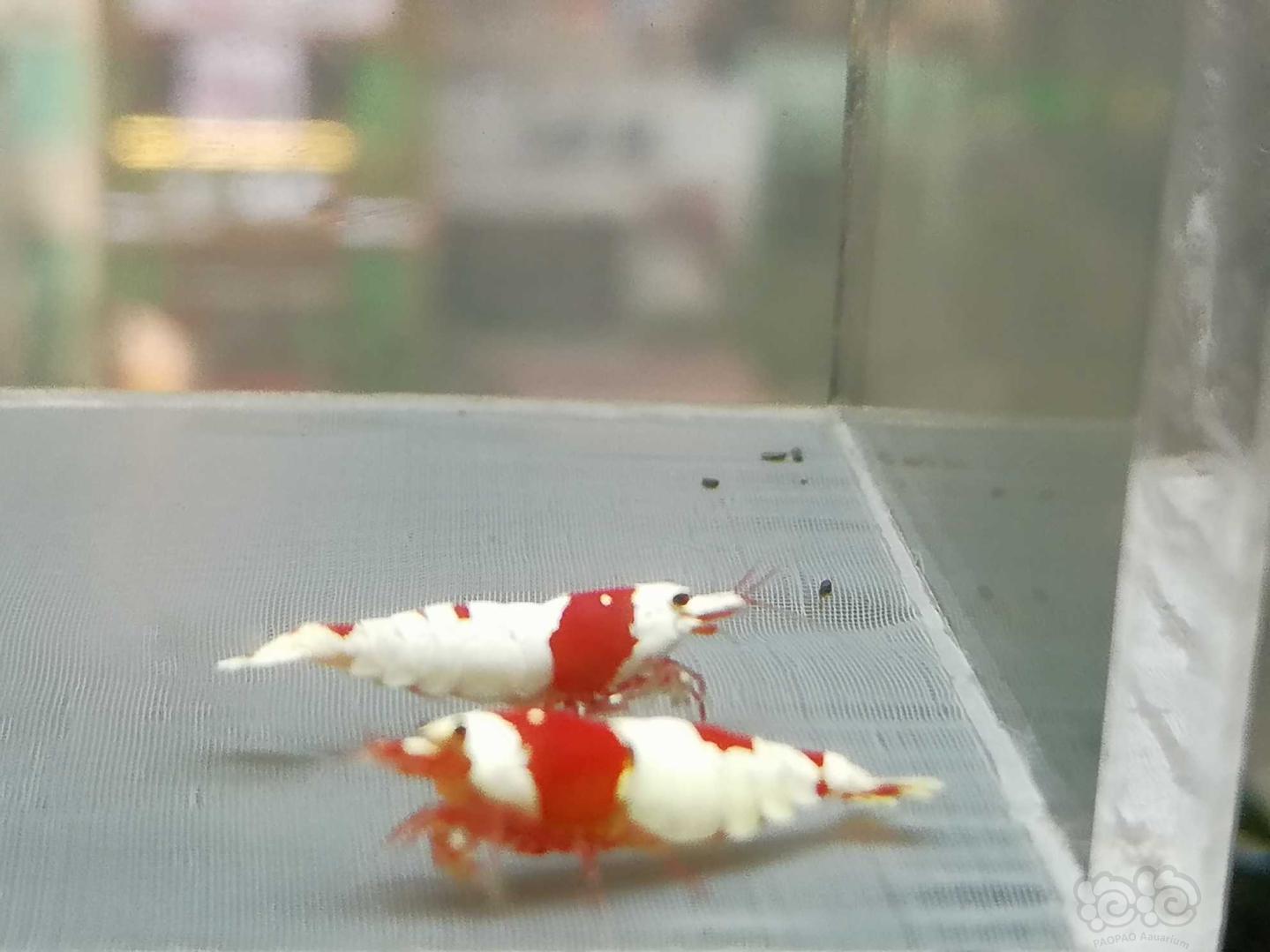 【虾】2020-07-21#RMB拍卖#红白纯血水晶虾一份2只-图9