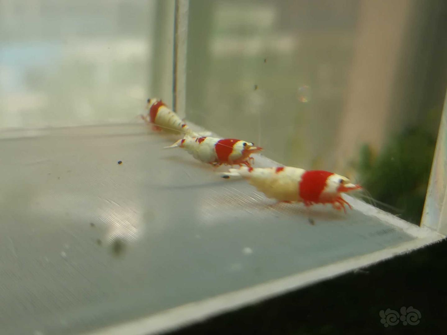 【虾】2020-07-11#RMB拍卖#红白纯血水晶虾一份5只-图5