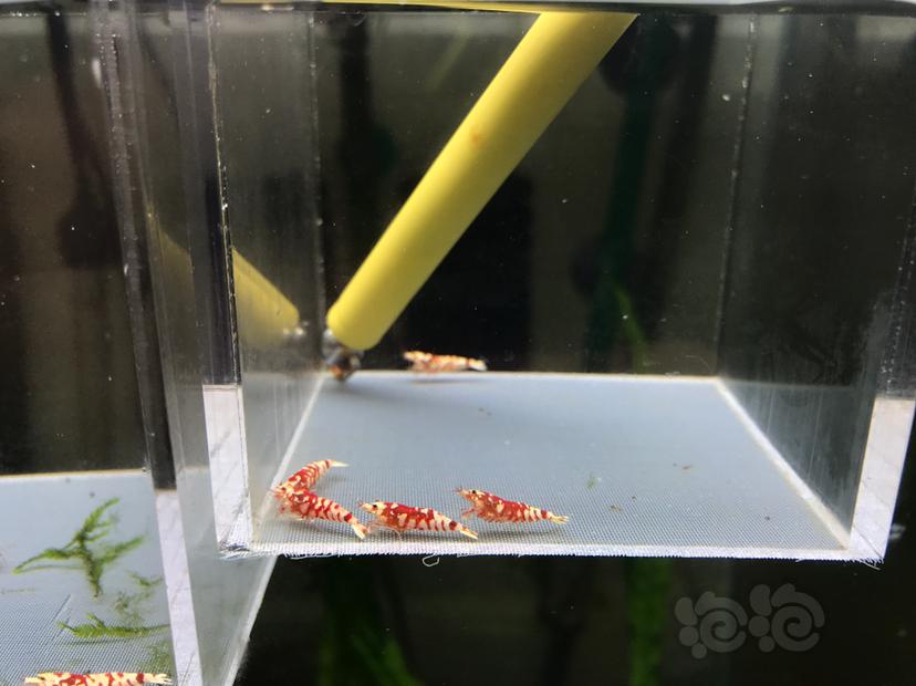 【虾】2020-07-07#RMB拍卖太极红花虎1公4母-图4