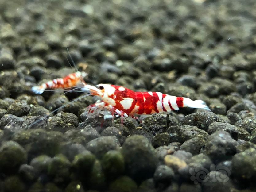 【虾】2020-07-11#RMB拍卖红花虎1公2母-图7