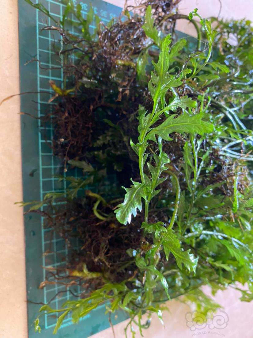 凤尾蕨，清缸一堆，阴性草，适合大缸用-图3