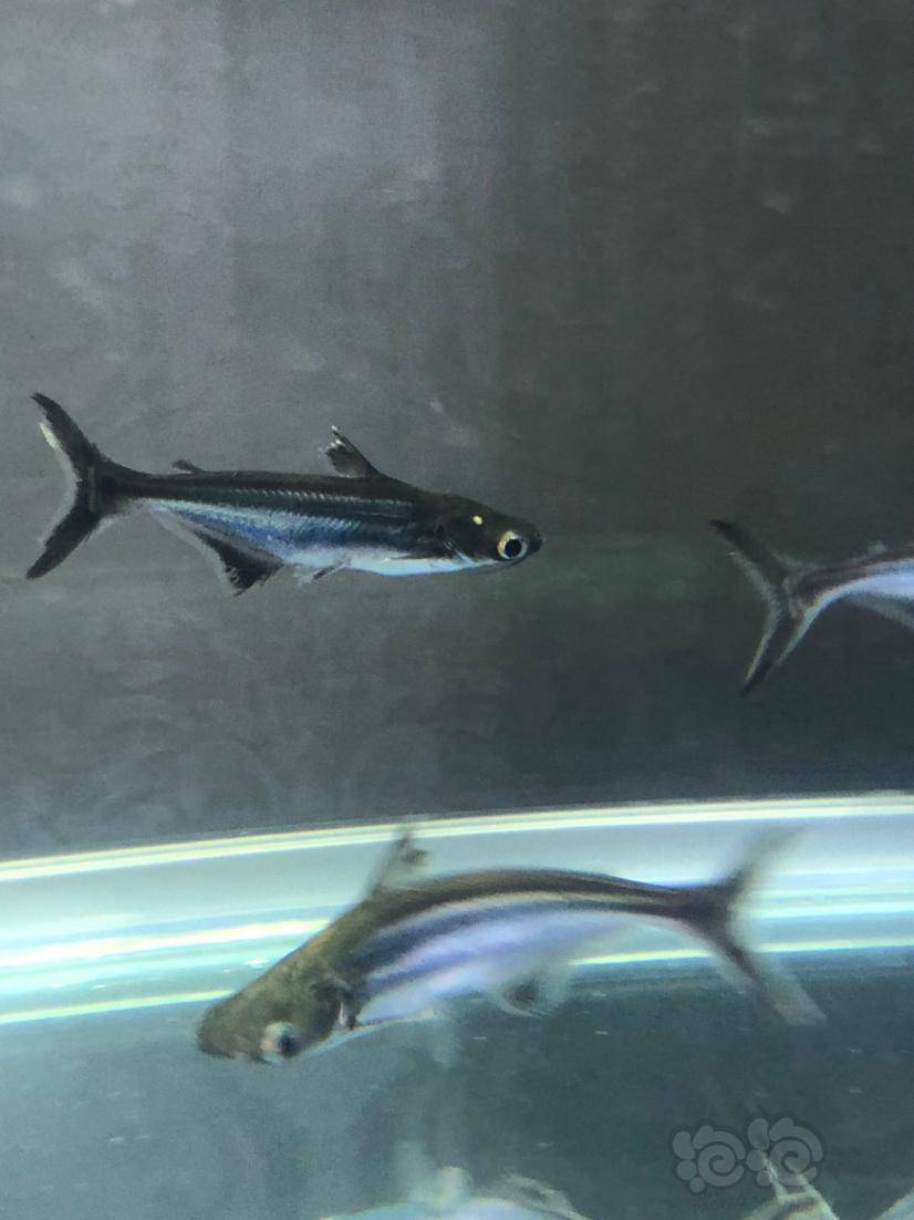 其它小蓝鲨有个白点