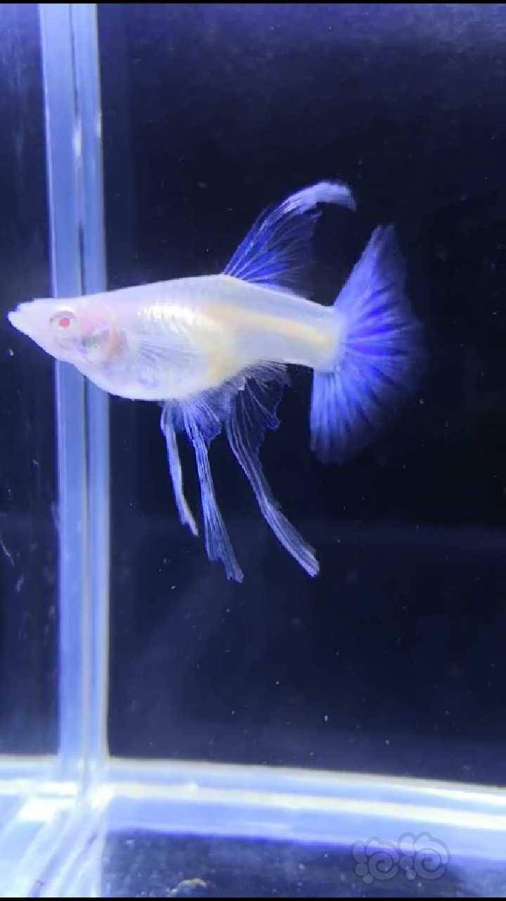 其它河北一蓝白大c