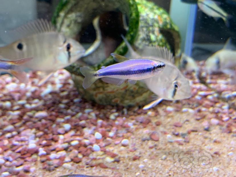 【灯科鱼】紫色魅影 2.5+野生皇后灯的骚紫优惠-图3