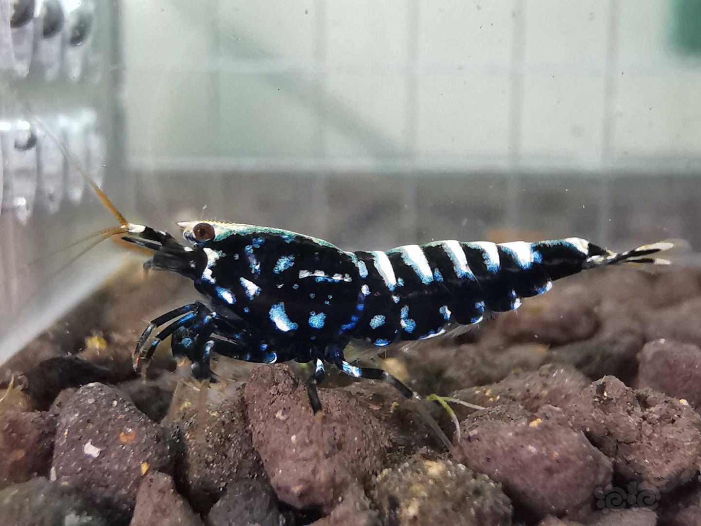 20200704rmb拍卖黑银河星钻繁殖组一份5只