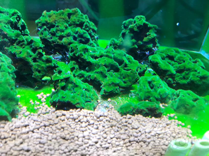 藻藻藻虾虾虾-图2