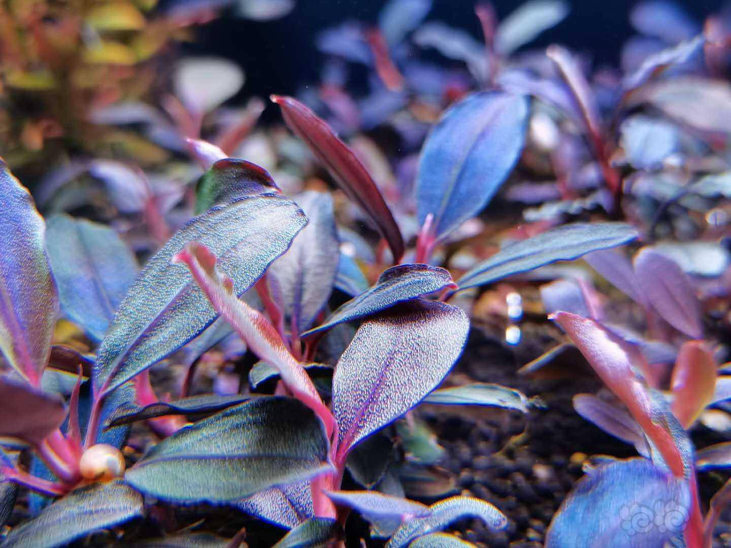 辣椒榕海莲娜neo