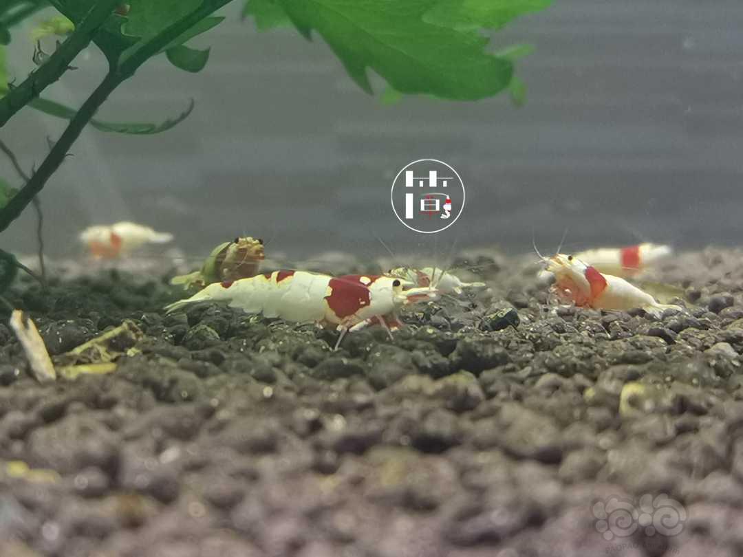 【虾】2020-07-12#RMB拍卖红白水晶虾繁殖组3只-图1
