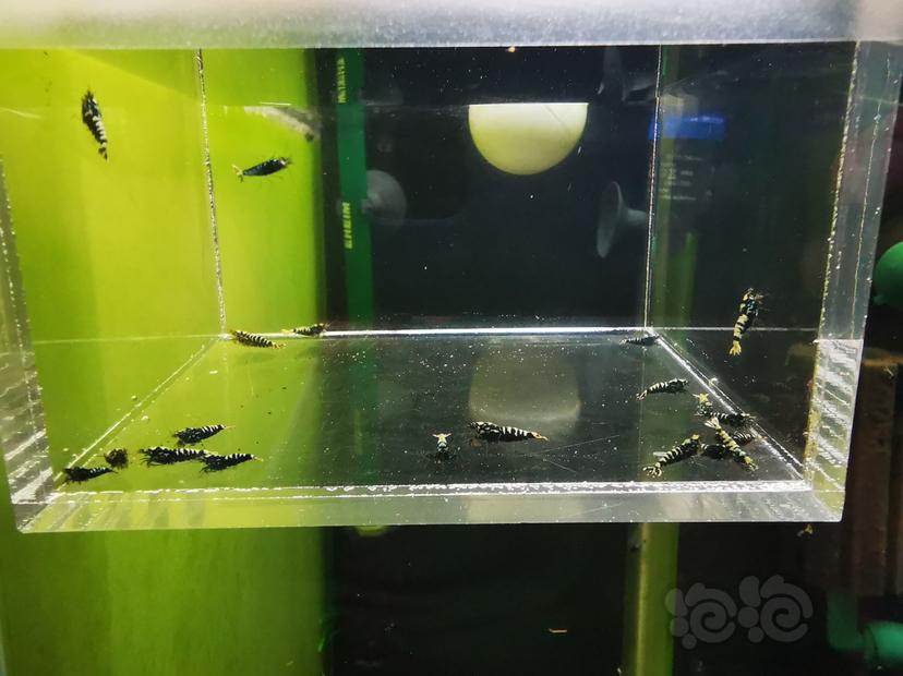 【虾】2020-07-16#RMB拍卖黑银河鱼骨一组20只-图1