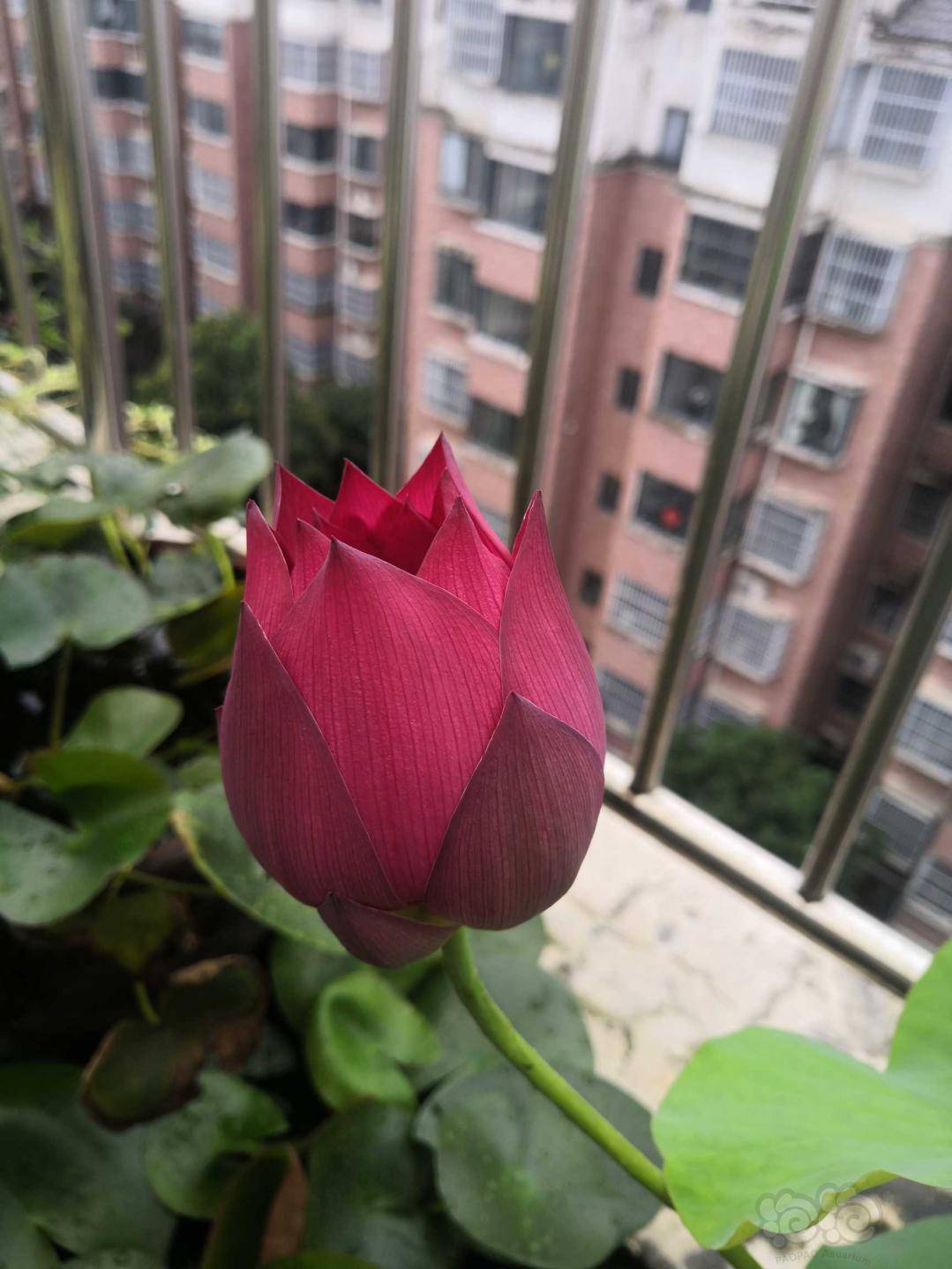 荷花花花花之二 泡泡水族